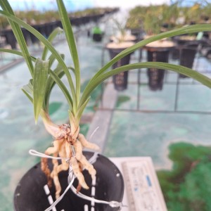 고금도산 산반 입니다