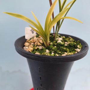 삼홍 입니다