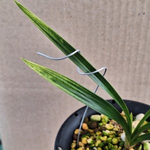 종자목 산반