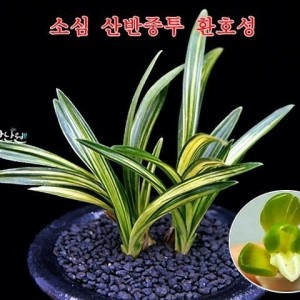 환호성 입니다